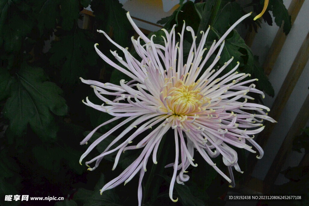 菊花