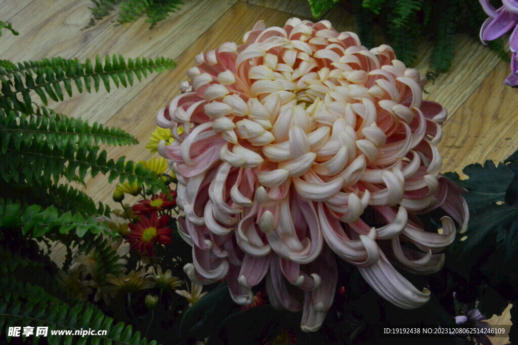 菊花 