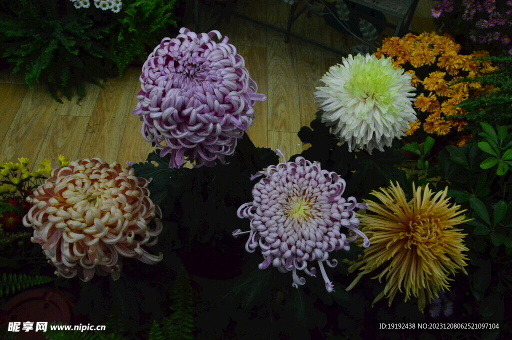 菊花 