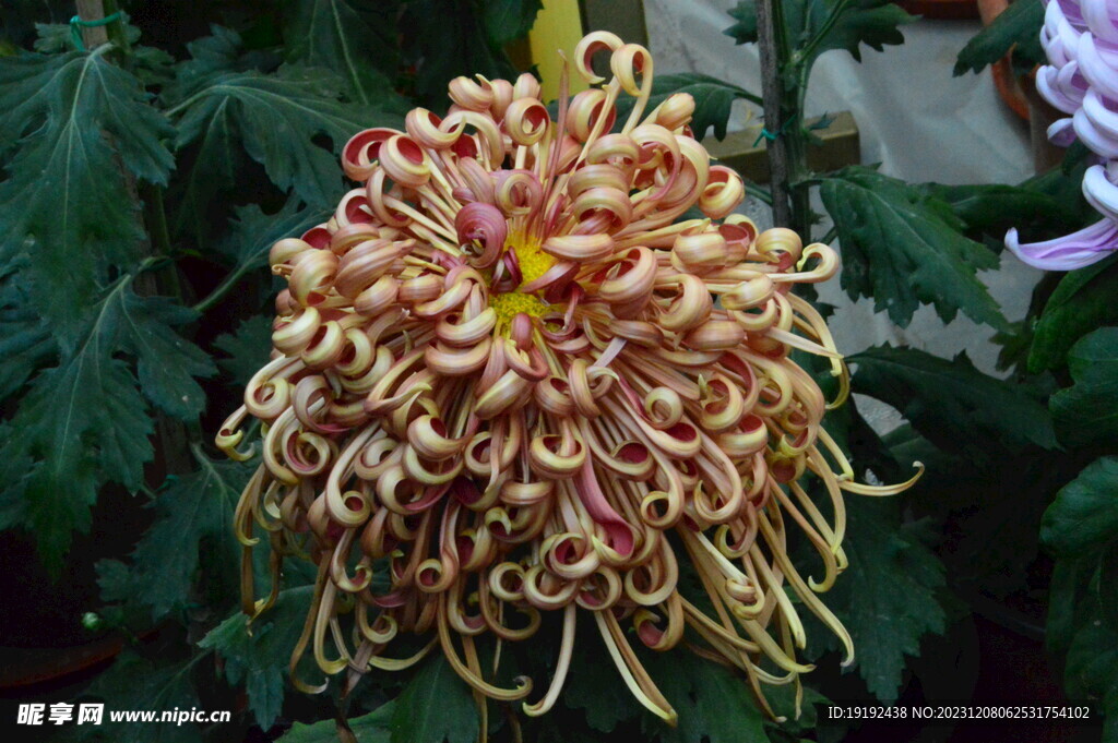 菊花