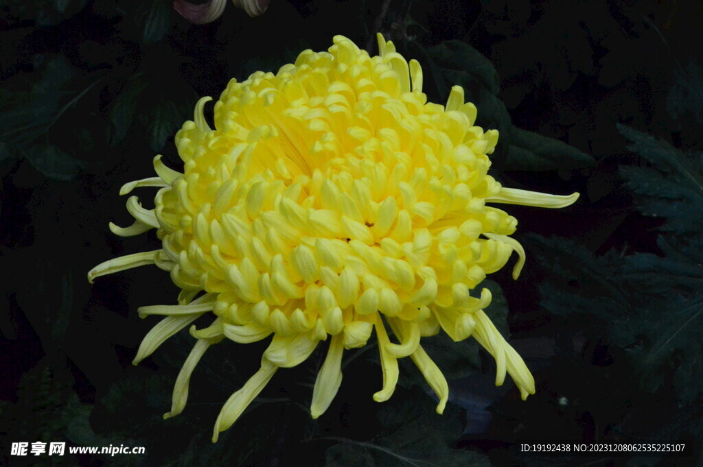 菊花