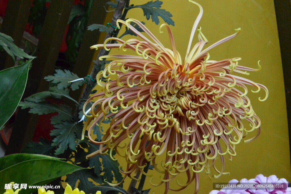 菊花