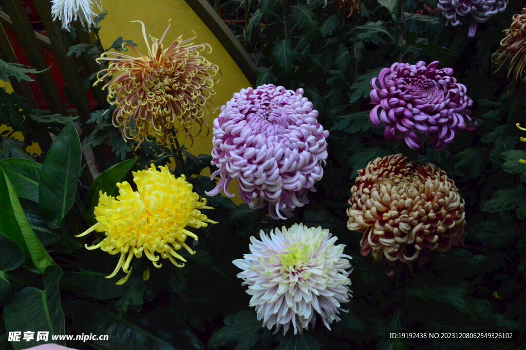 菊花