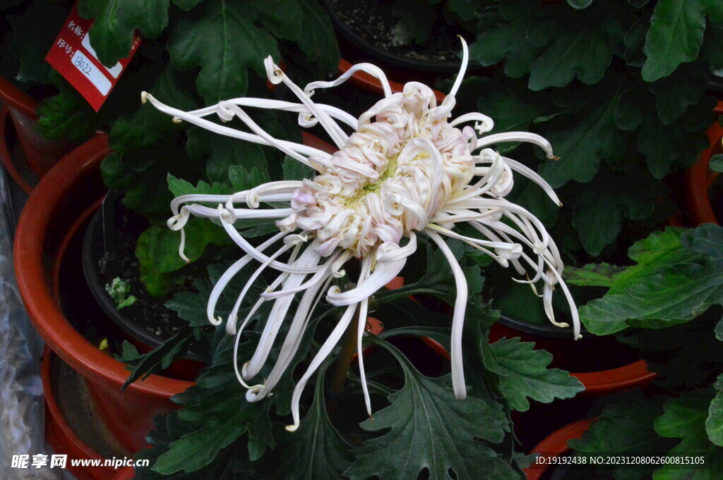 菊花  
