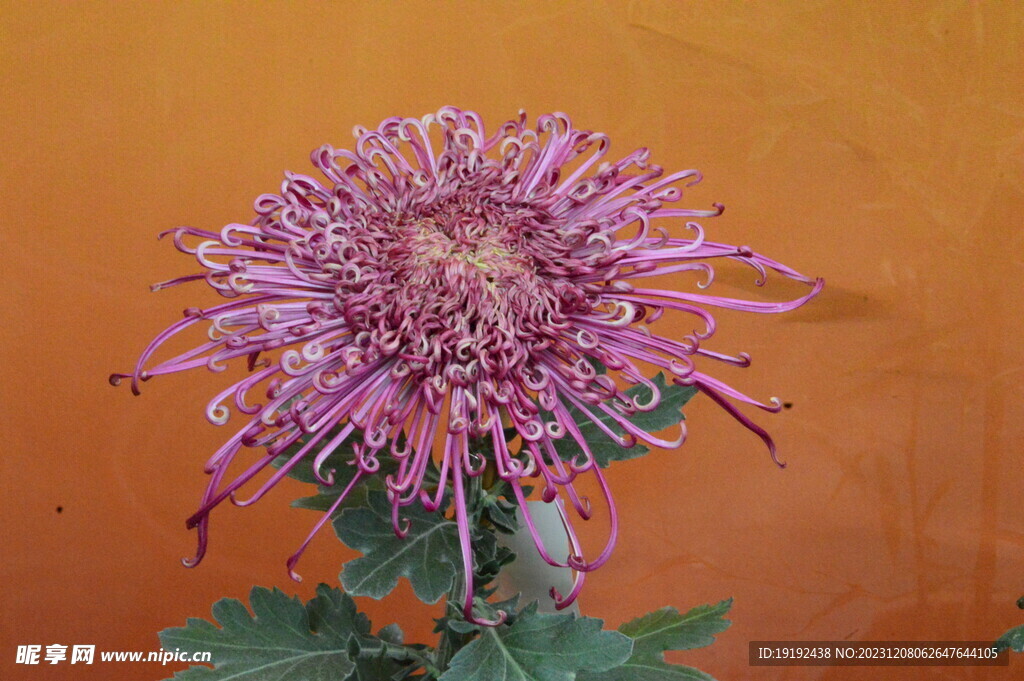 菊花 