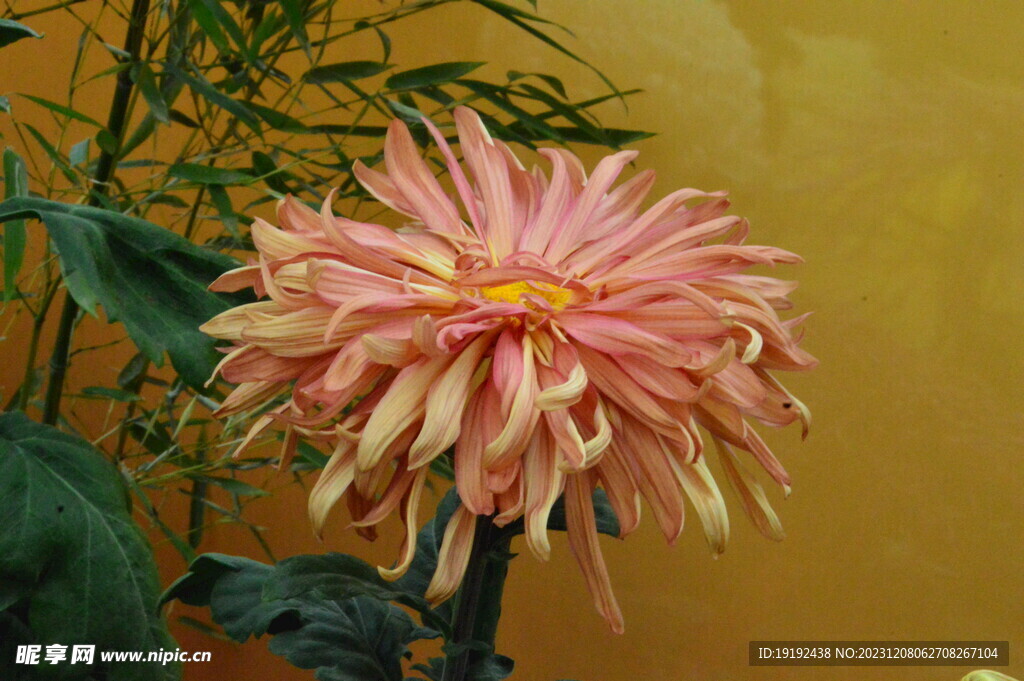 菊花