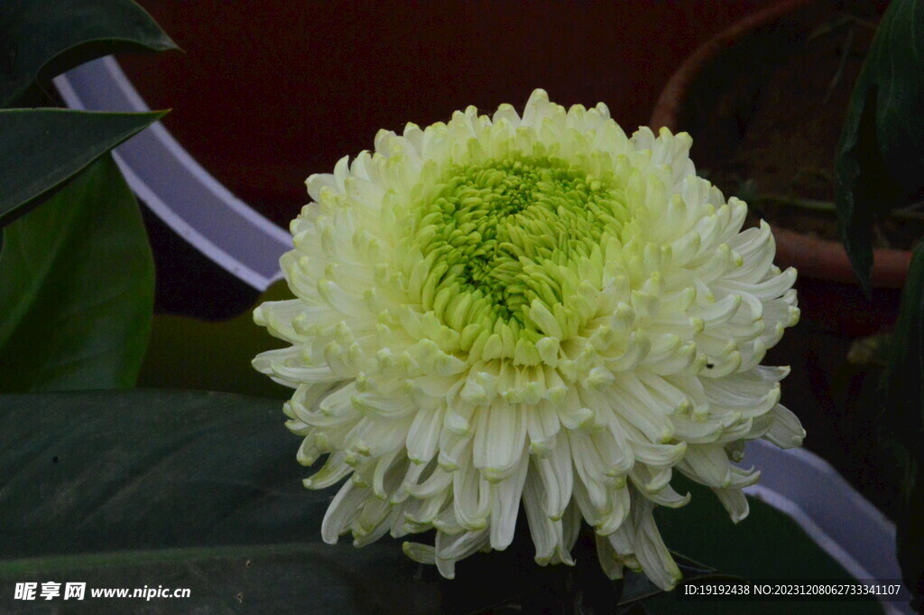 菊花