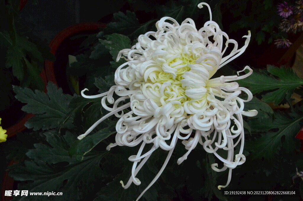 菊花 
