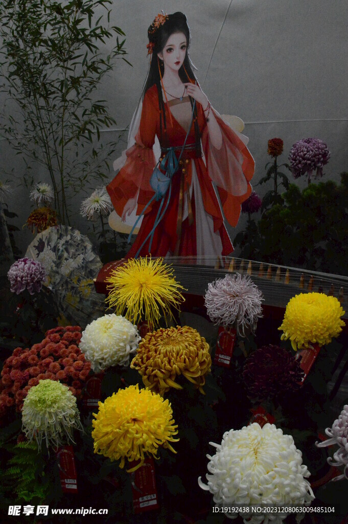 菊花