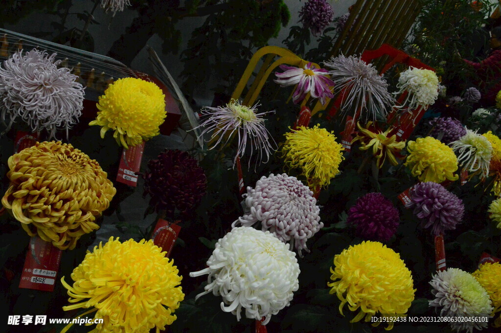菊花