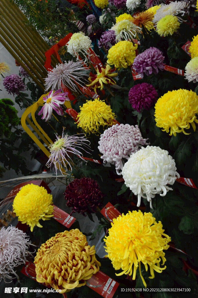 菊花