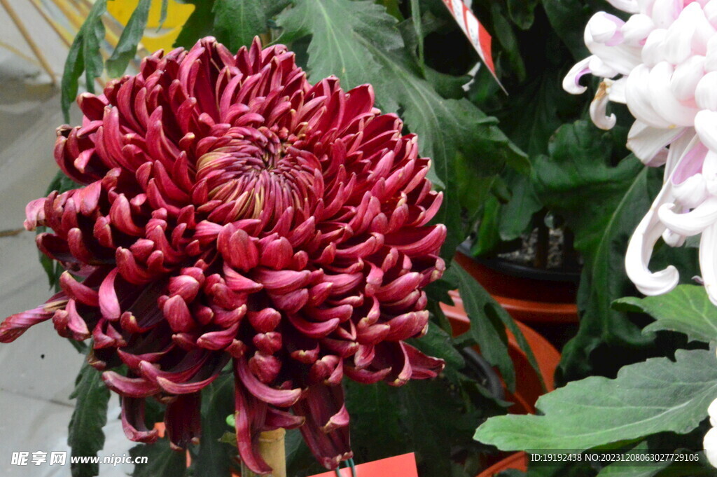 菊花 