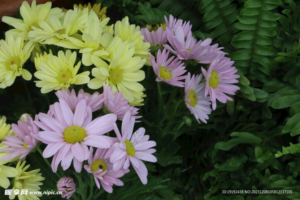 菊花 