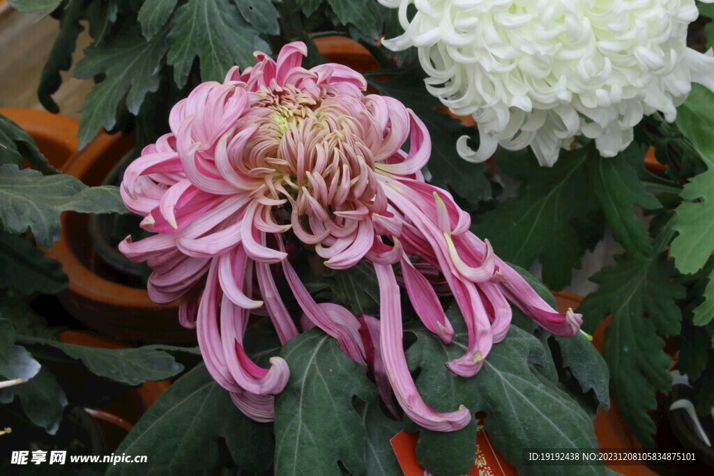 菊花 
