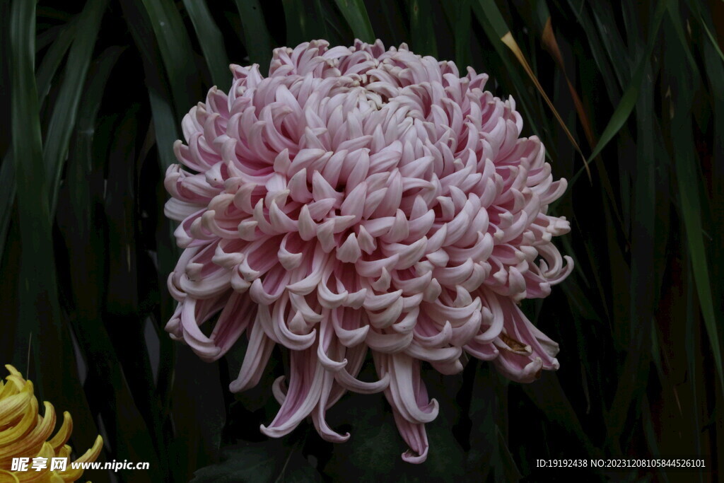 菊花 