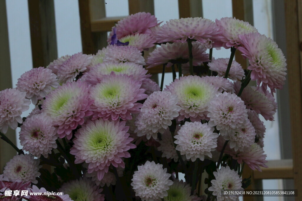 菊花 