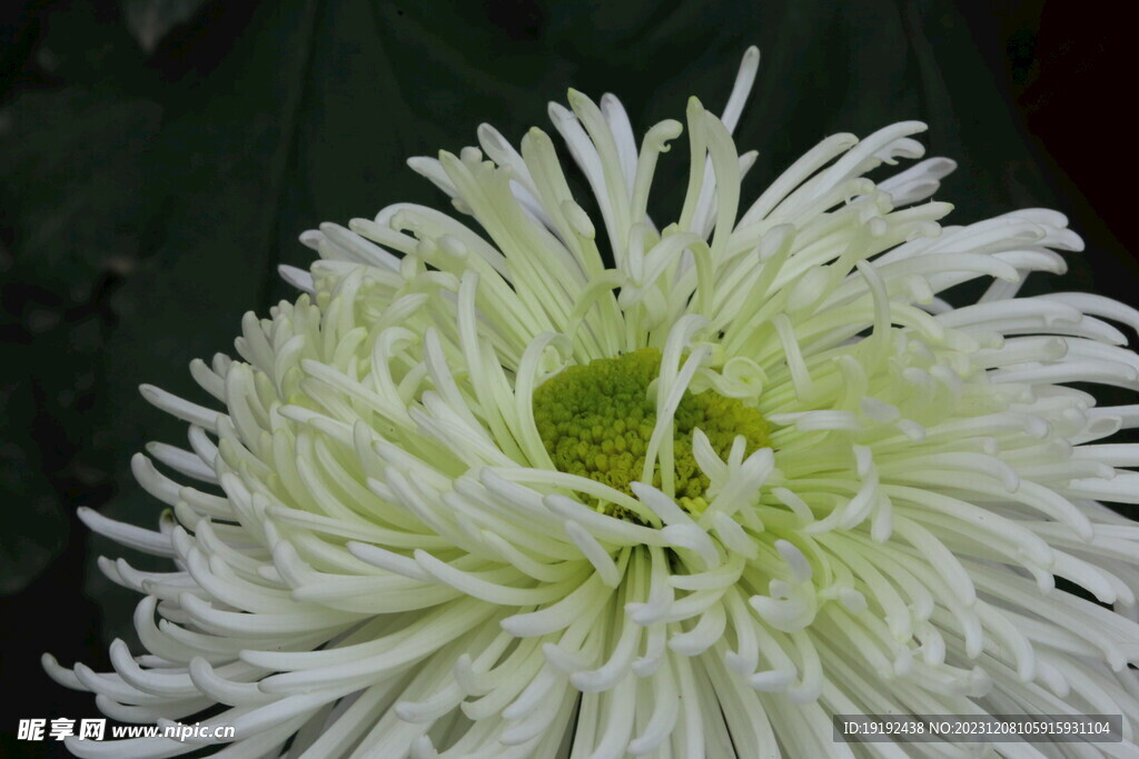 菊花
