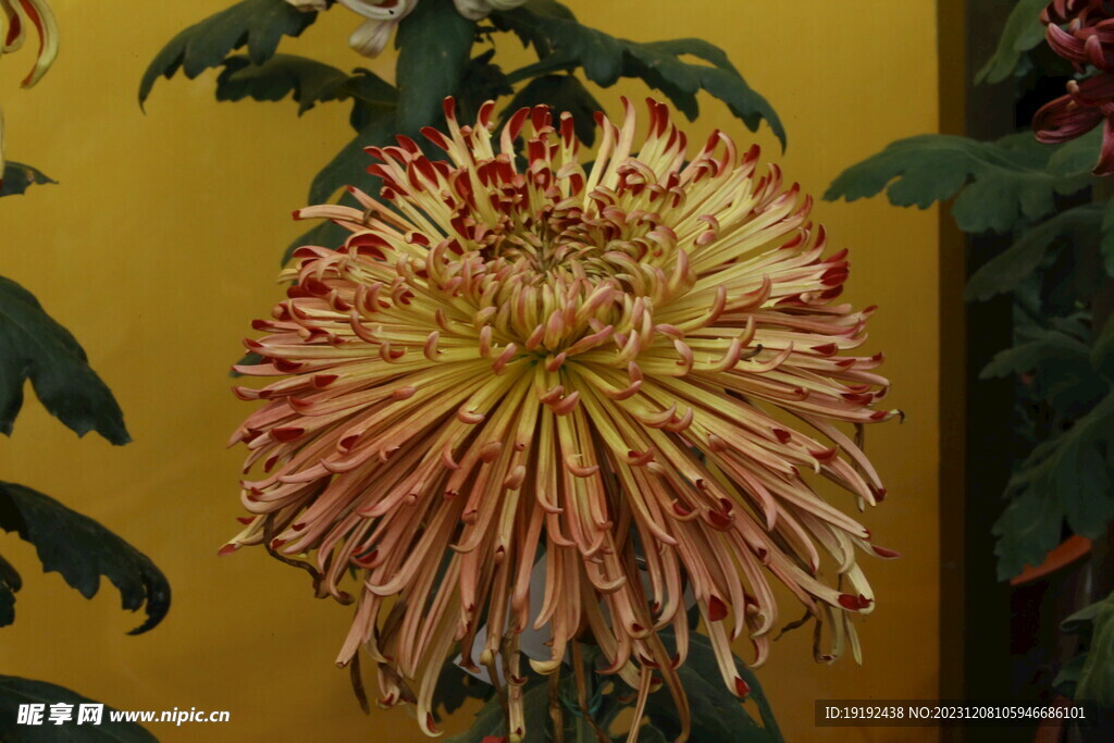 菊花 