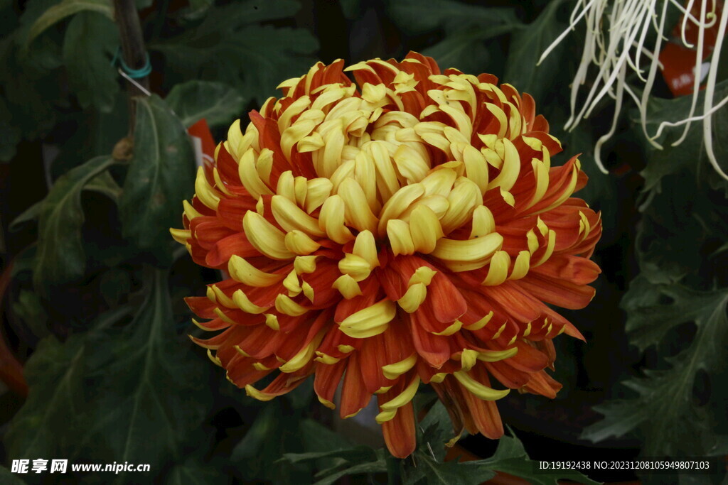 菊花 