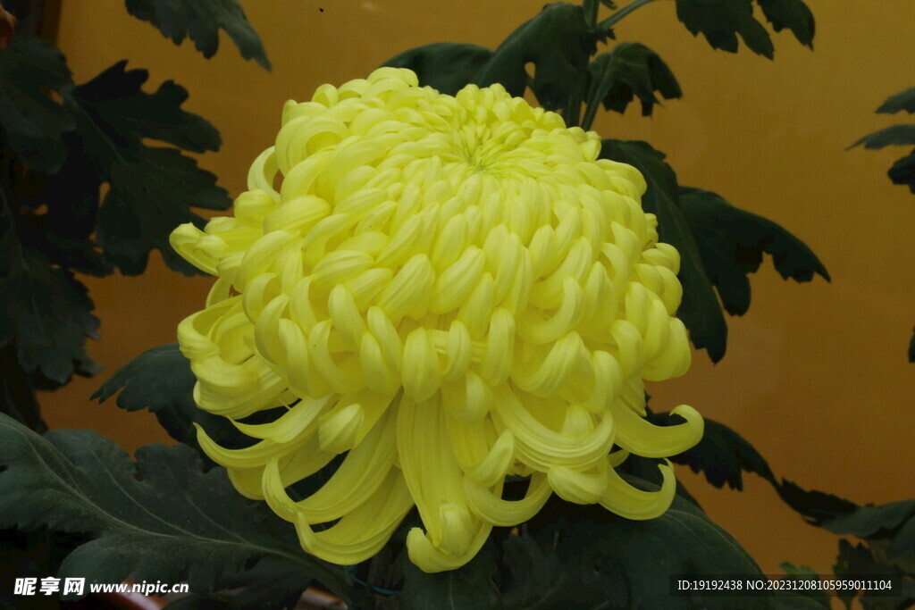菊花