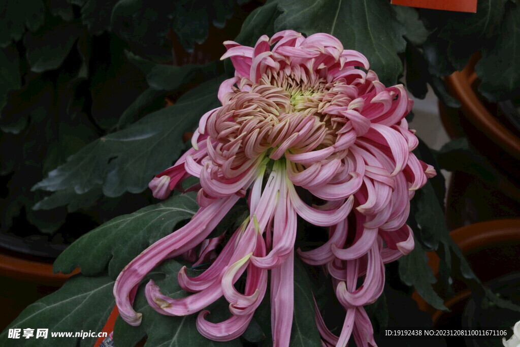 菊花 