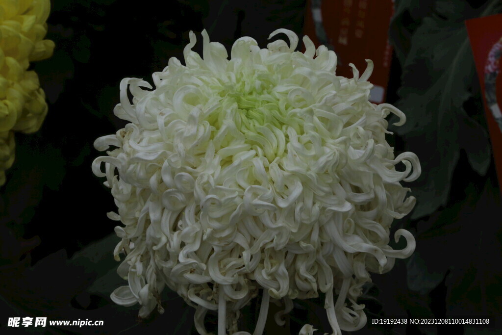 菊花