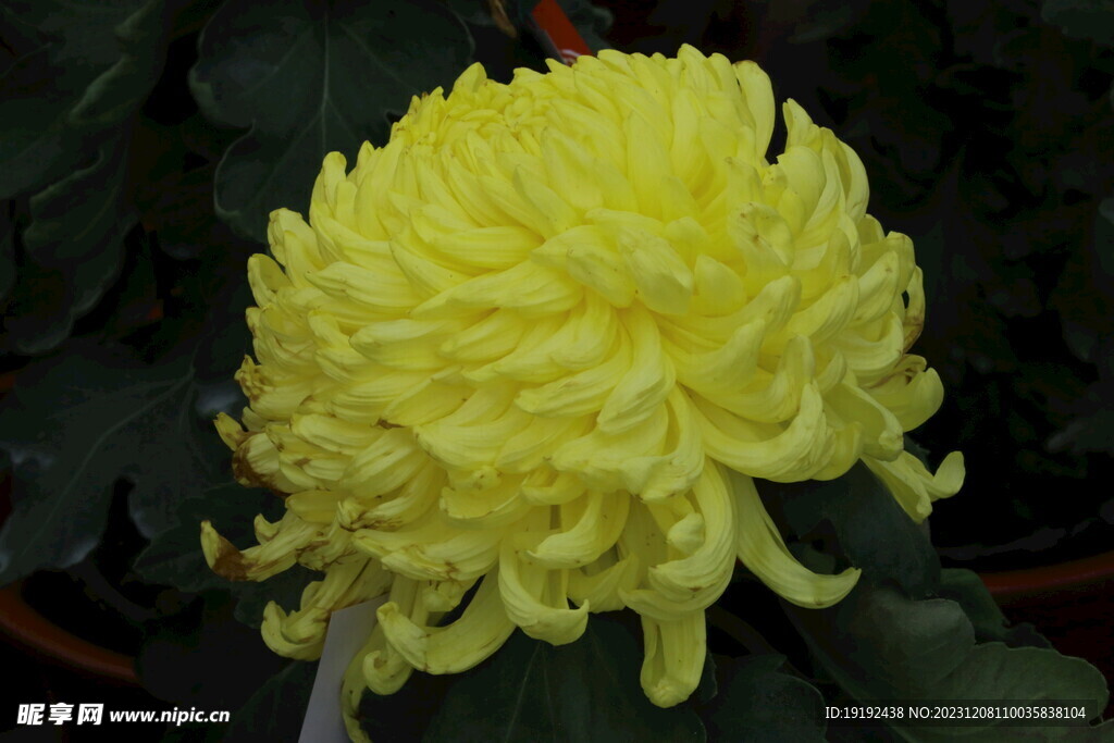 菊花 