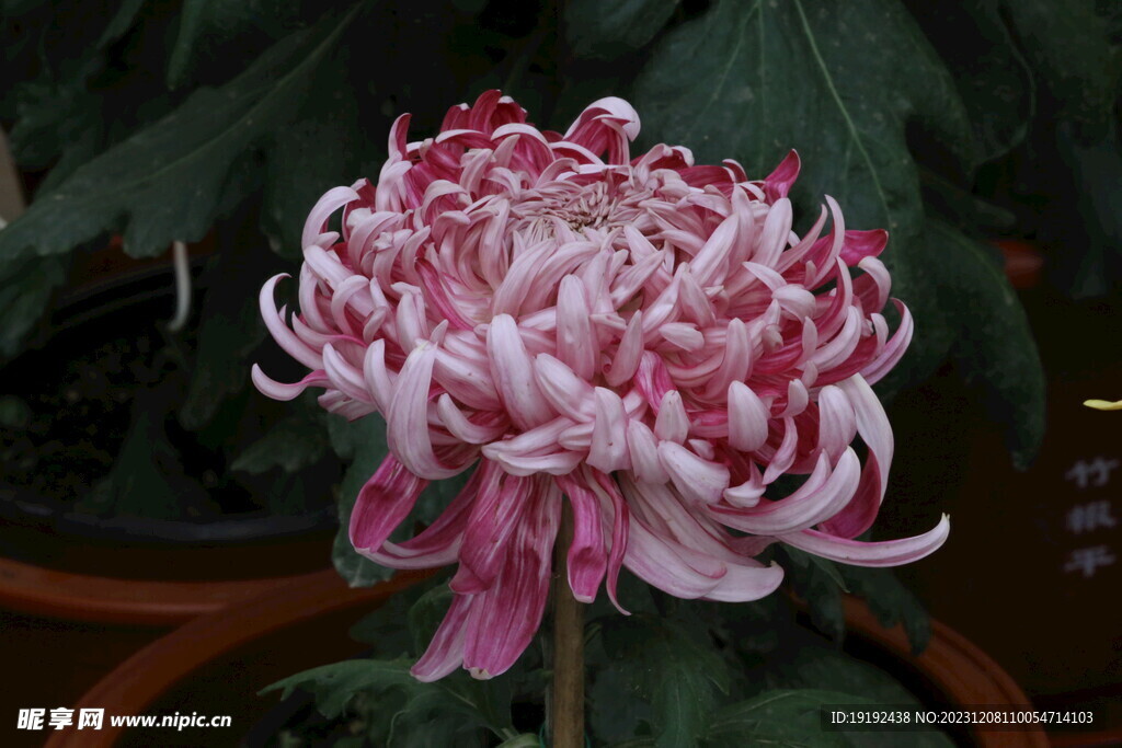 菊花