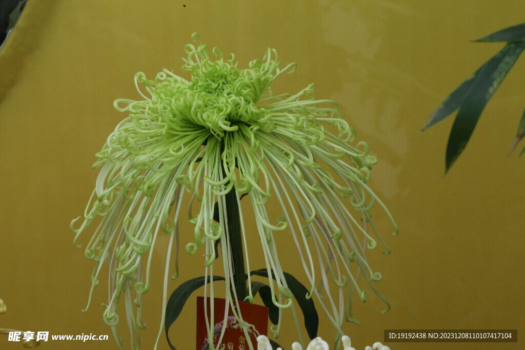 菊花 