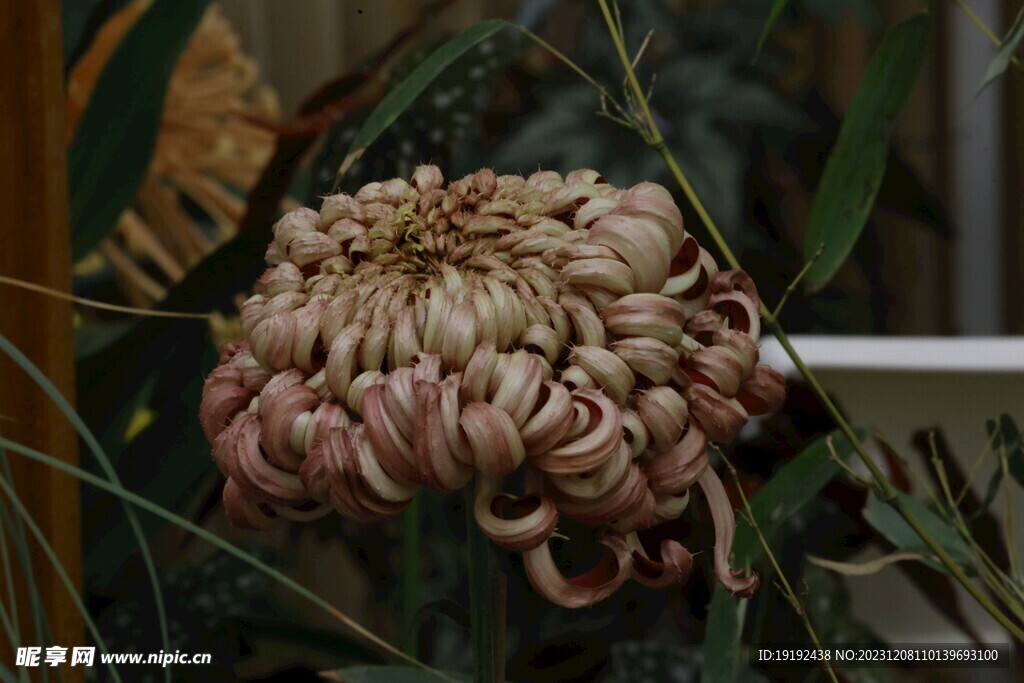 菊花