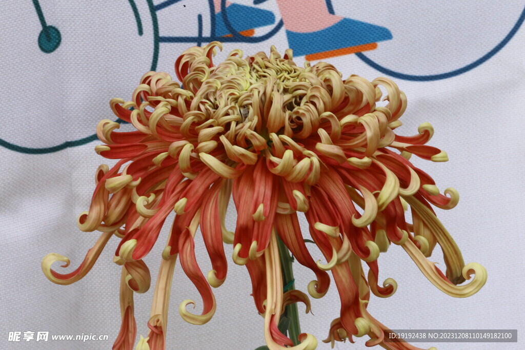 菊花