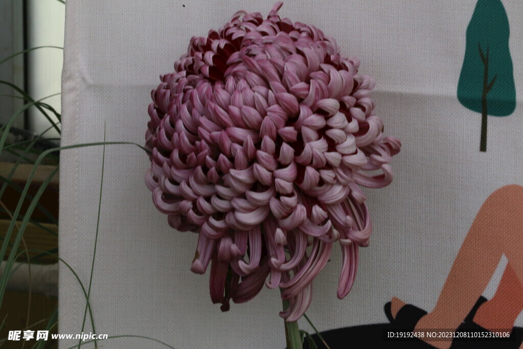 菊花