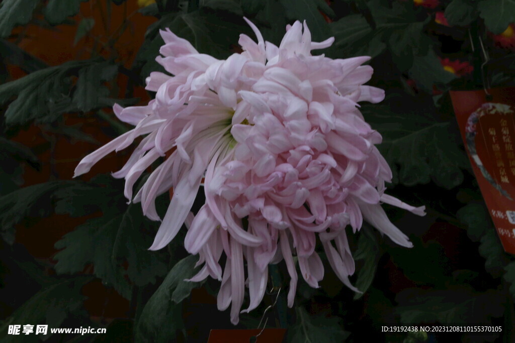 菊花 