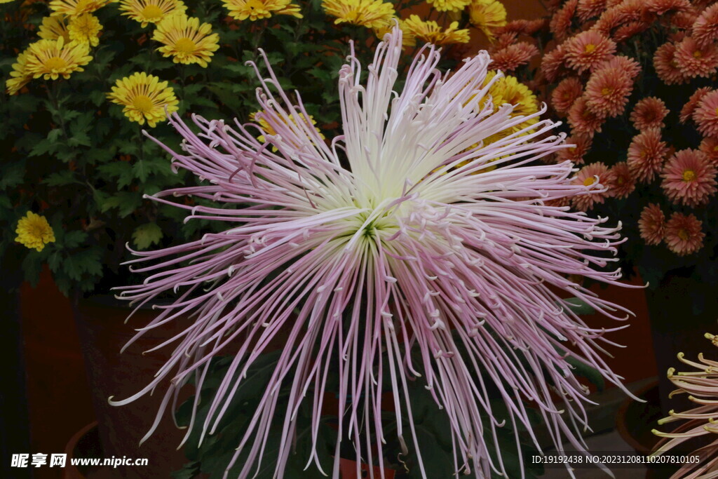 菊花