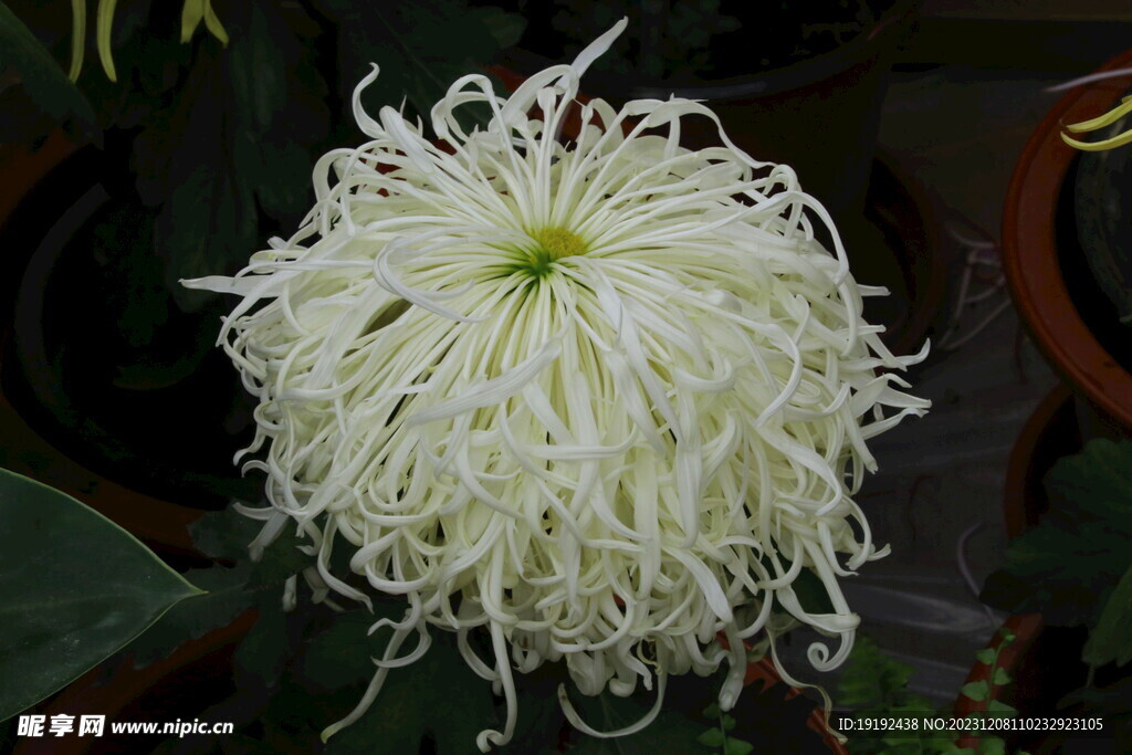 菊花