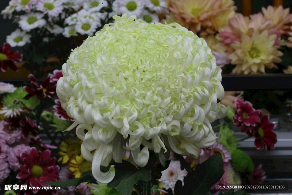 菊花