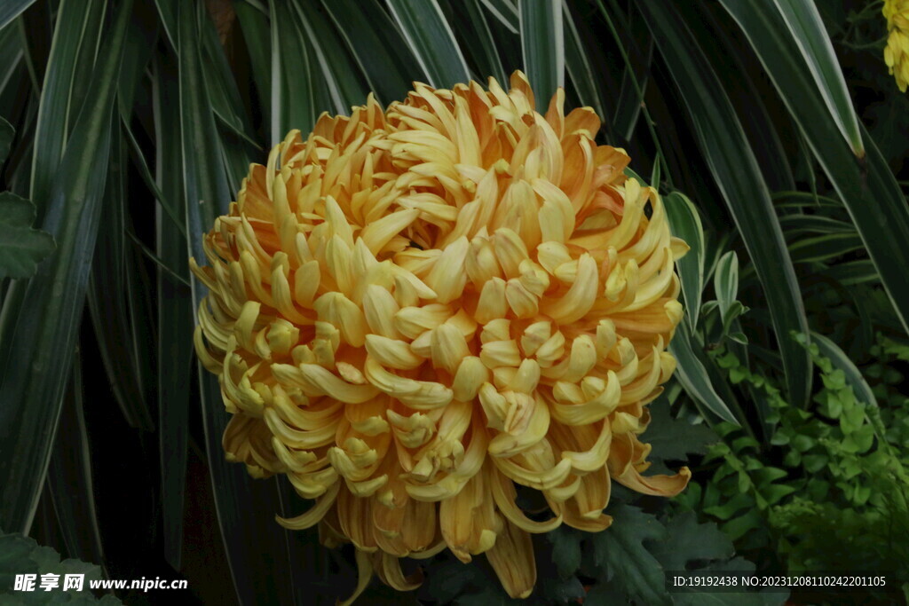 菊花 