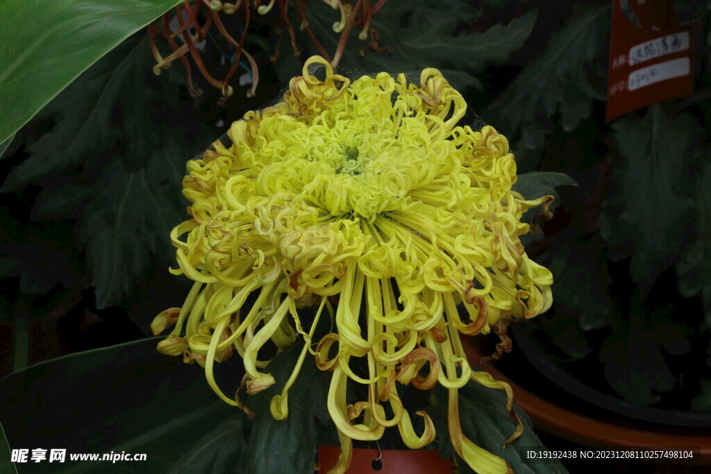 菊花 