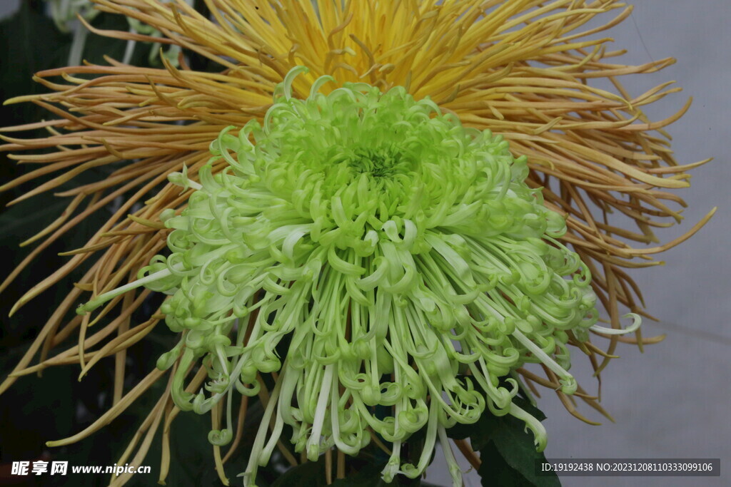 菊花 
