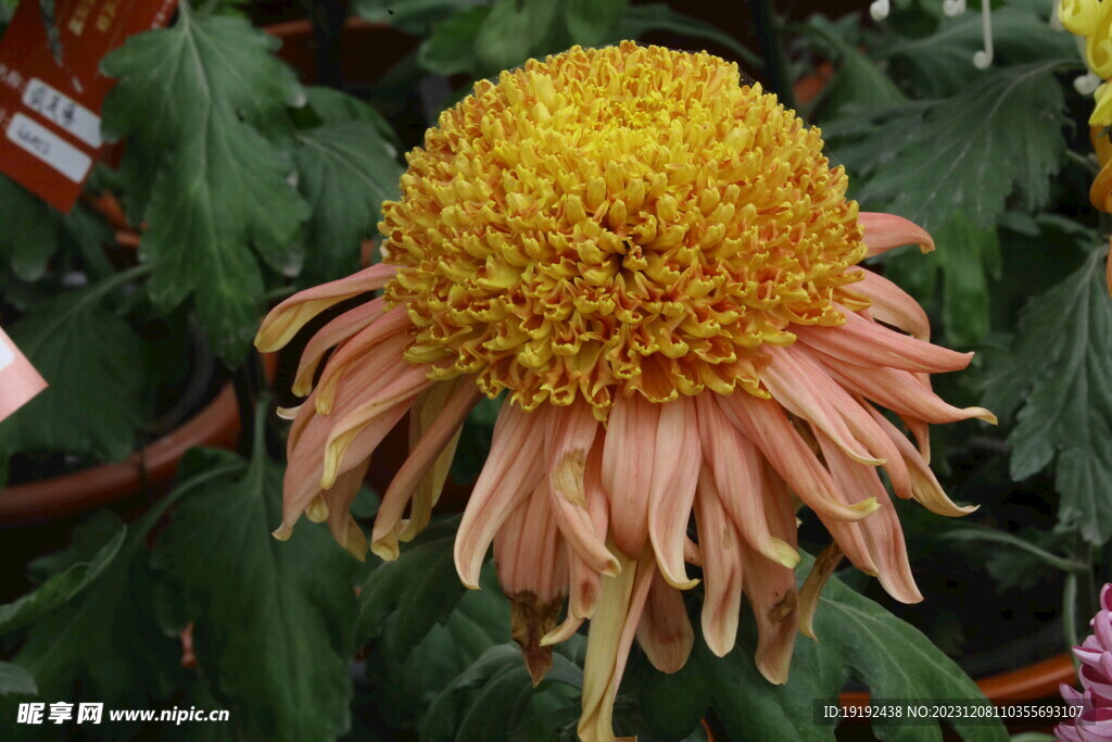 菊花 