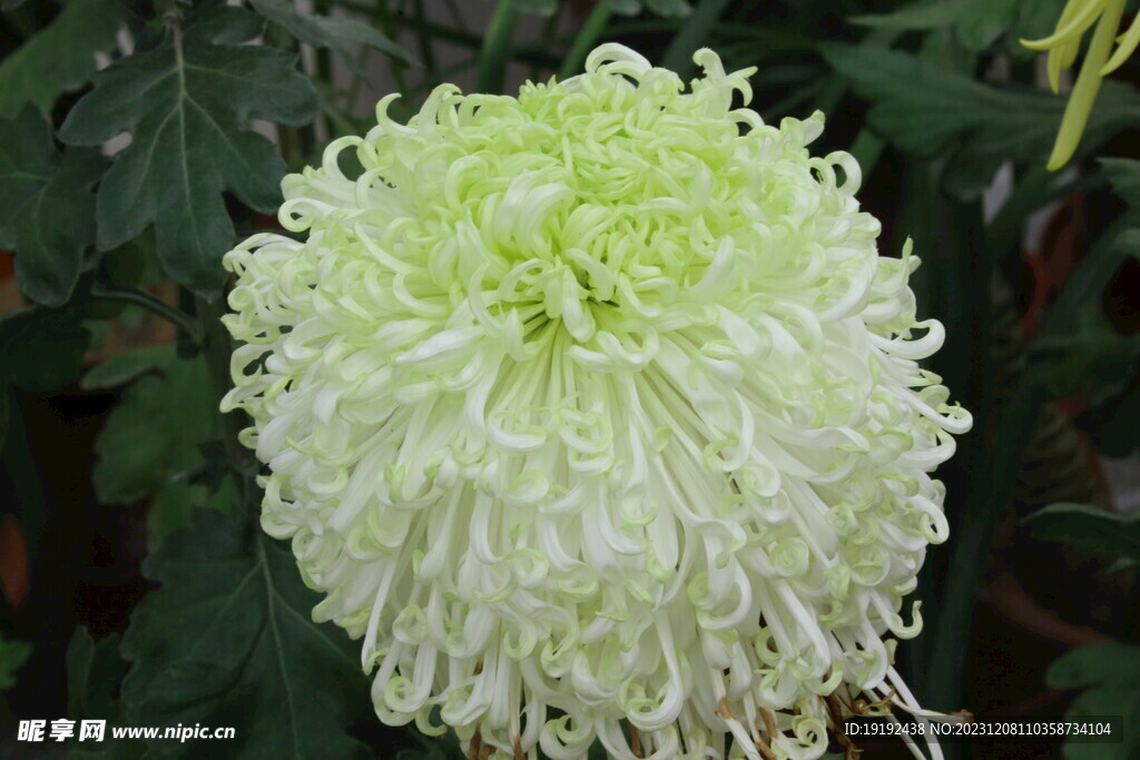菊花 