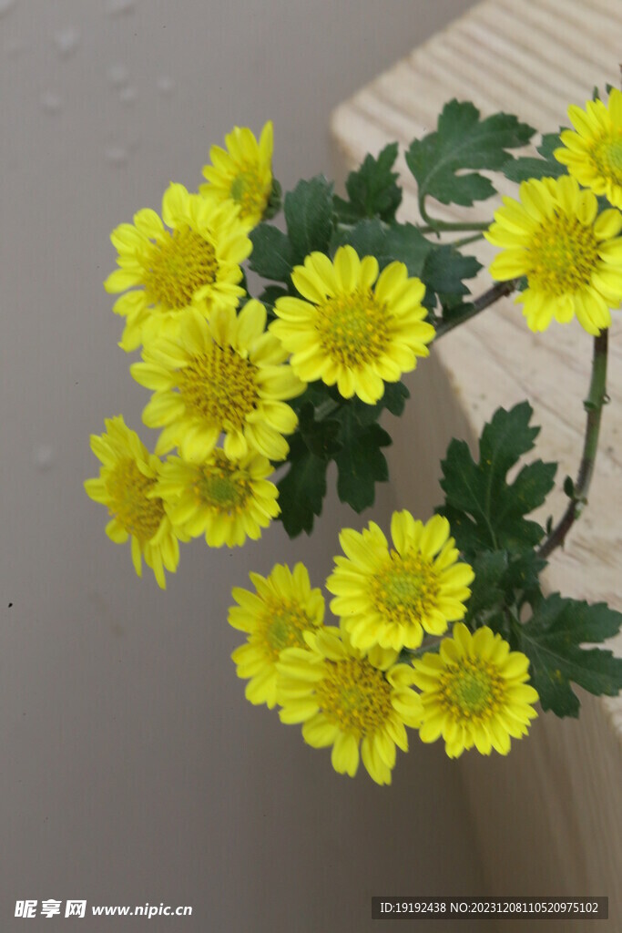 菊花  