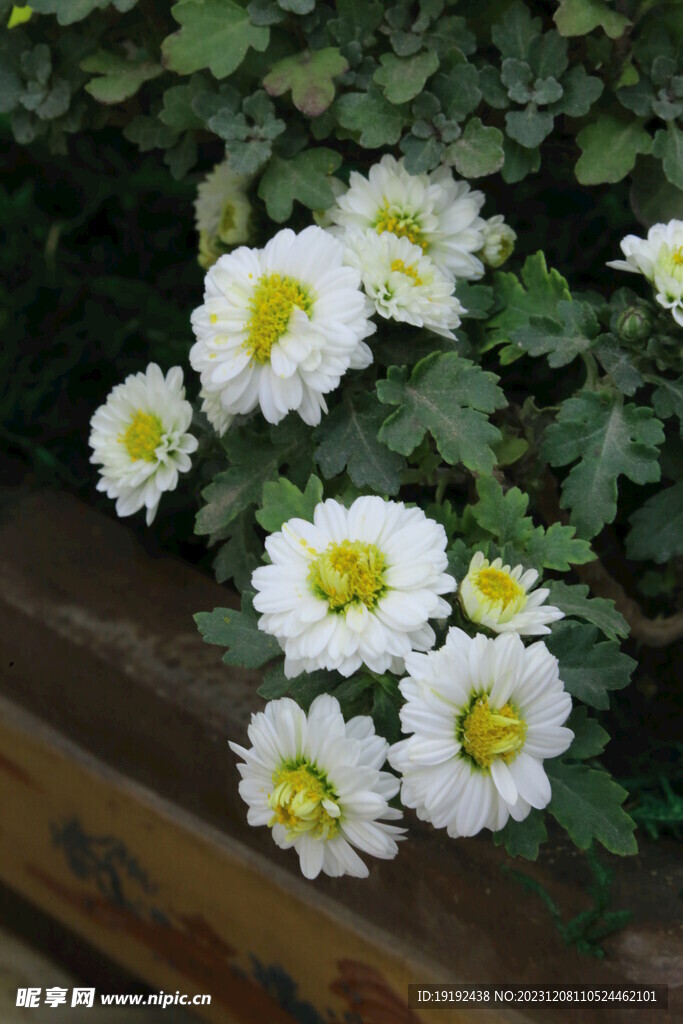 菊花 