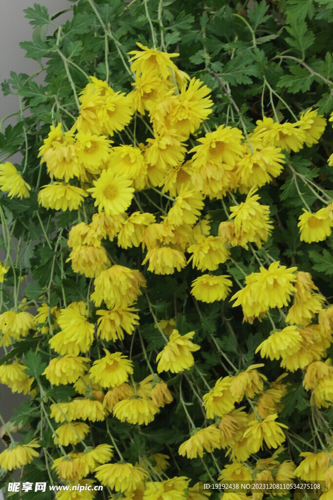 菊花 