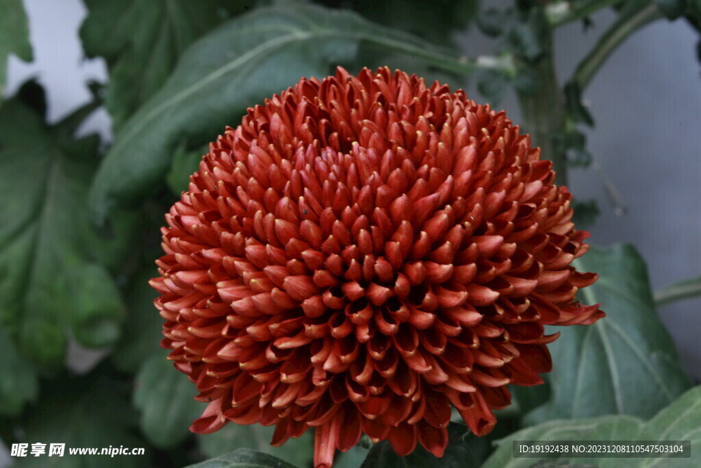 菊花  