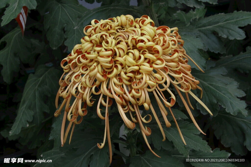 菊花 