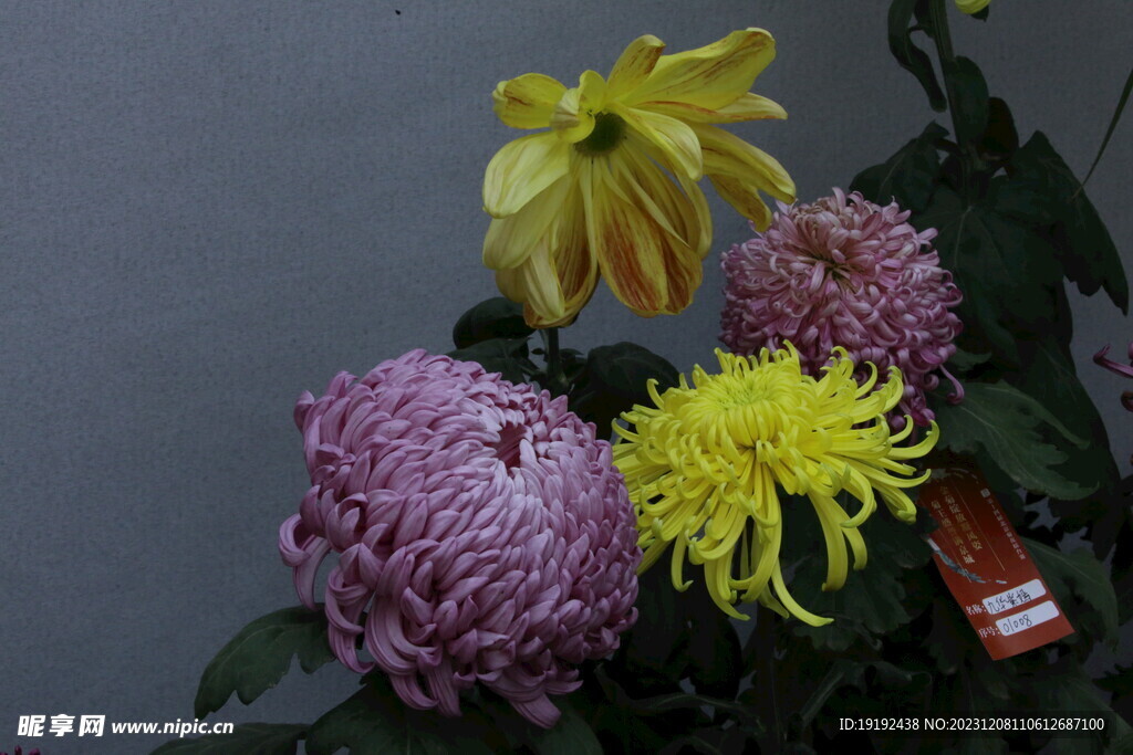 菊花 