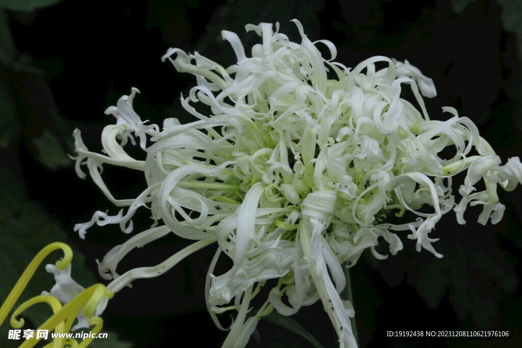 菊花