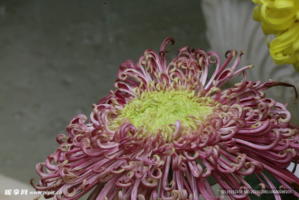 菊花 