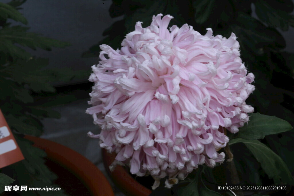 菊花 